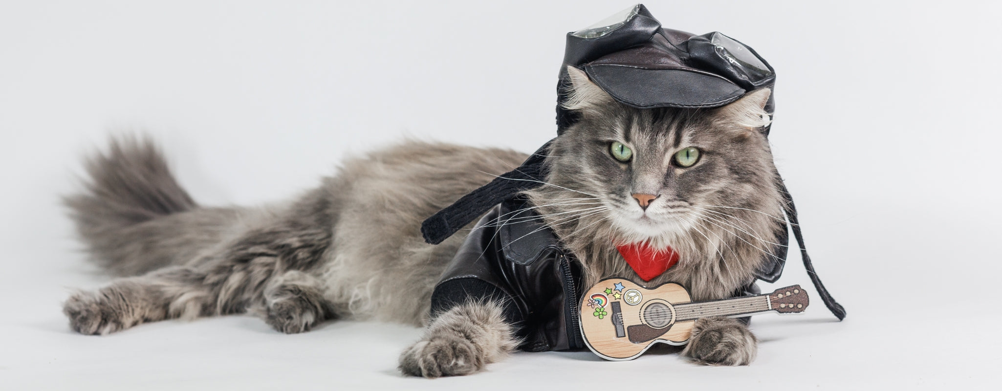 Comment bien choisir un manteau pour son chat ? Pour un — free download