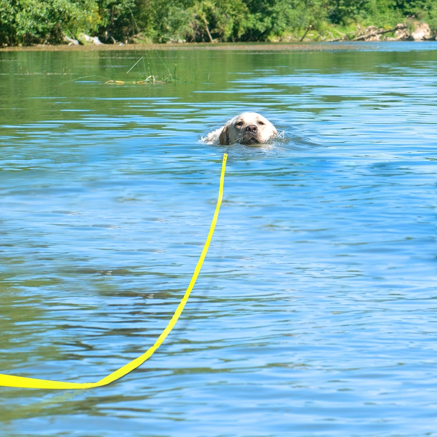 Longe Imperméable pour Chien - 5M - 10M - 15M - 20M