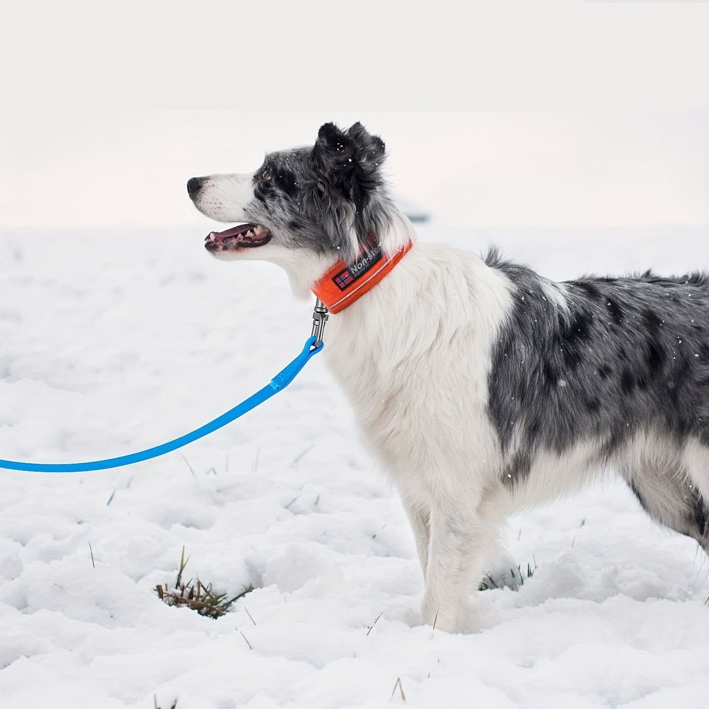 Longe imperméable en PVC renforcé pour Chien – 5 m à 20 m