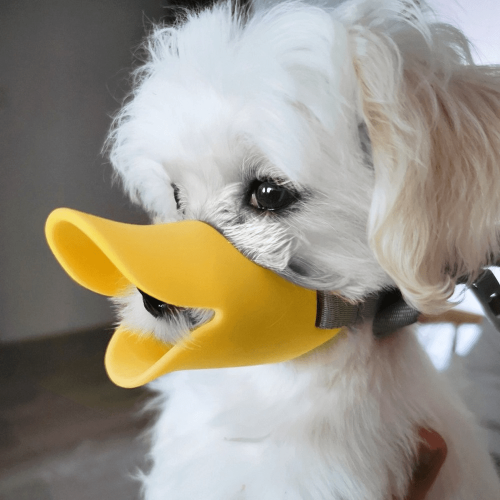 Muselière Bec de Canard pour Petit Chien