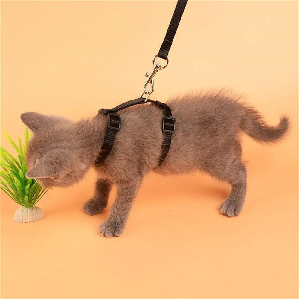 Harnais et Laisse Réglables pour Chat - Modèle Confort et Sécurisé