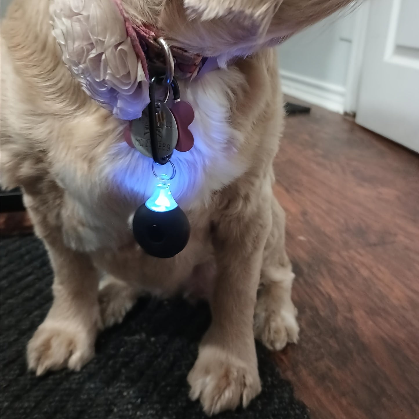 Médaillon Répulsif Ultrason Rechargeable pour Collier Chien