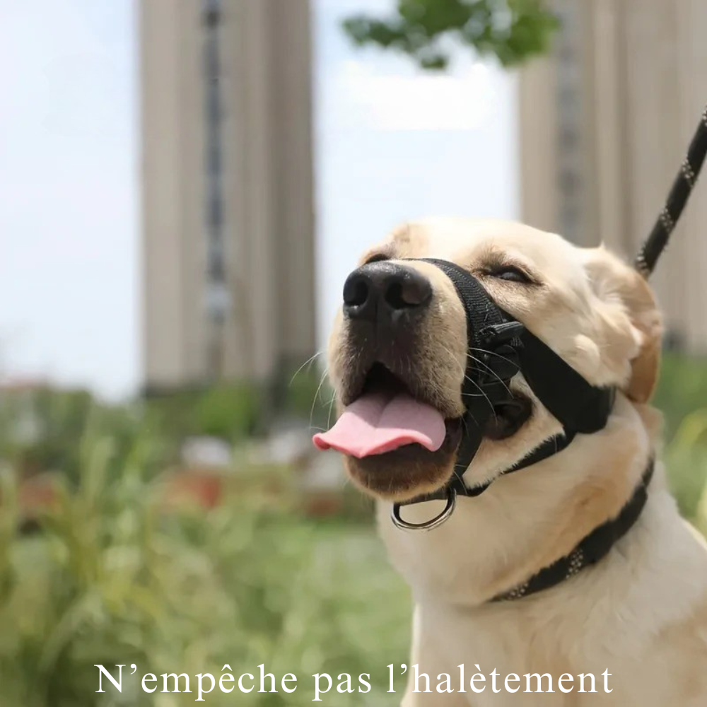 Muselière Ajustable en Maille Respirante pour Chiens