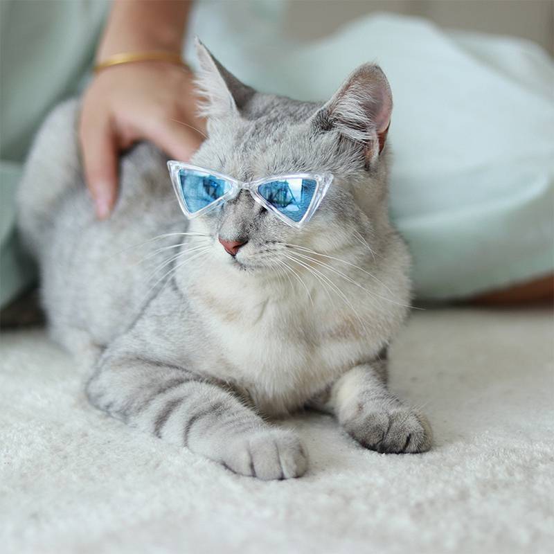 Lunettes Triangle Stylées pour Chats et Petits Chiens