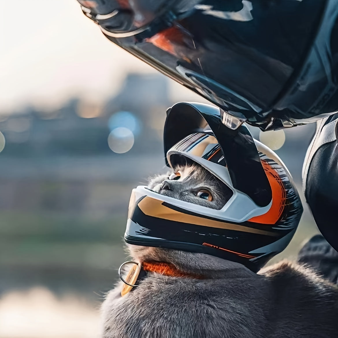 Casque Moto pour Chats – Mini Casque en PVC Style Motard
