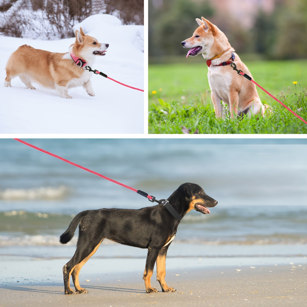 Longe d'Entraînement en Nylon pour Chien - 5M / 10M / 15M