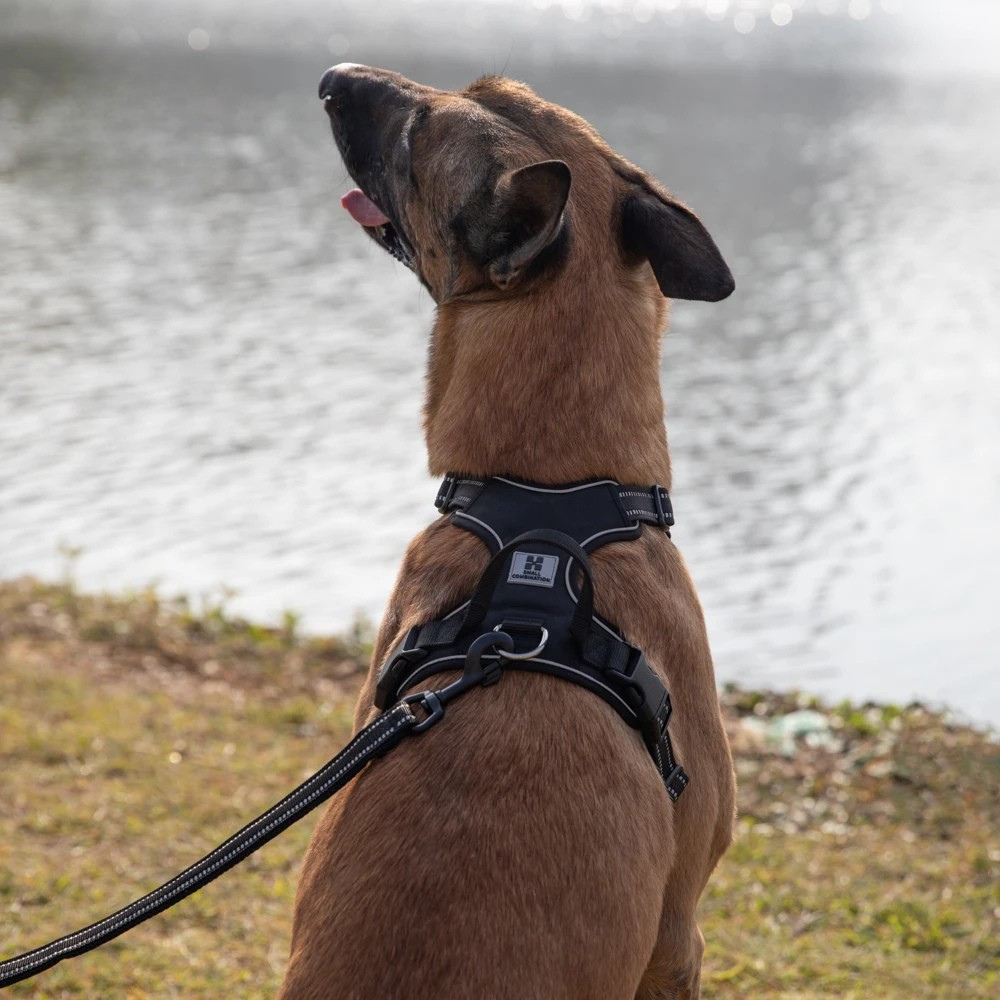 Harnais Gillet Réfléchissant Anti-traction pour Chien