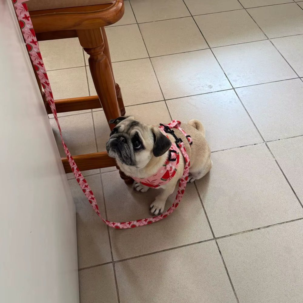 Pack 4-en-1 Harnais et accessoires pour Petit Chien
