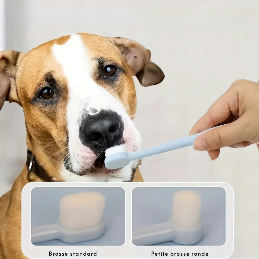 Kit Brosse à Dents Ultra-Douce & Dentifrice Bœuf pour Chiens