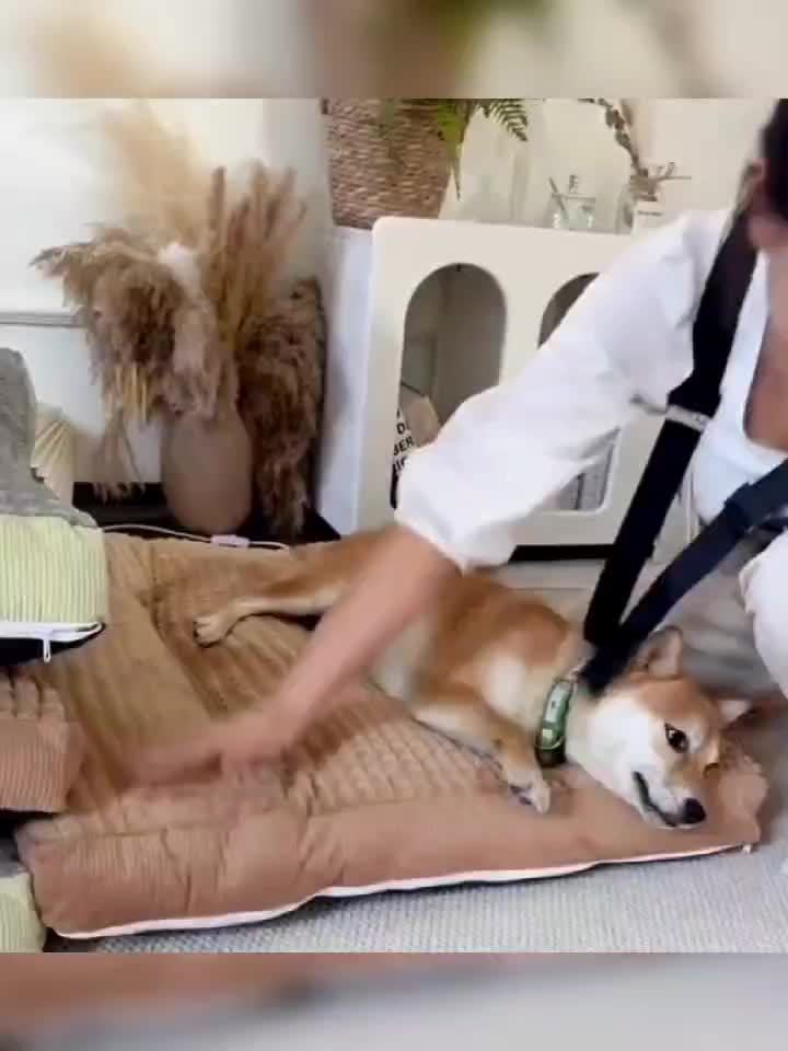 Extra Small to Large Dogs, No Assembly Required