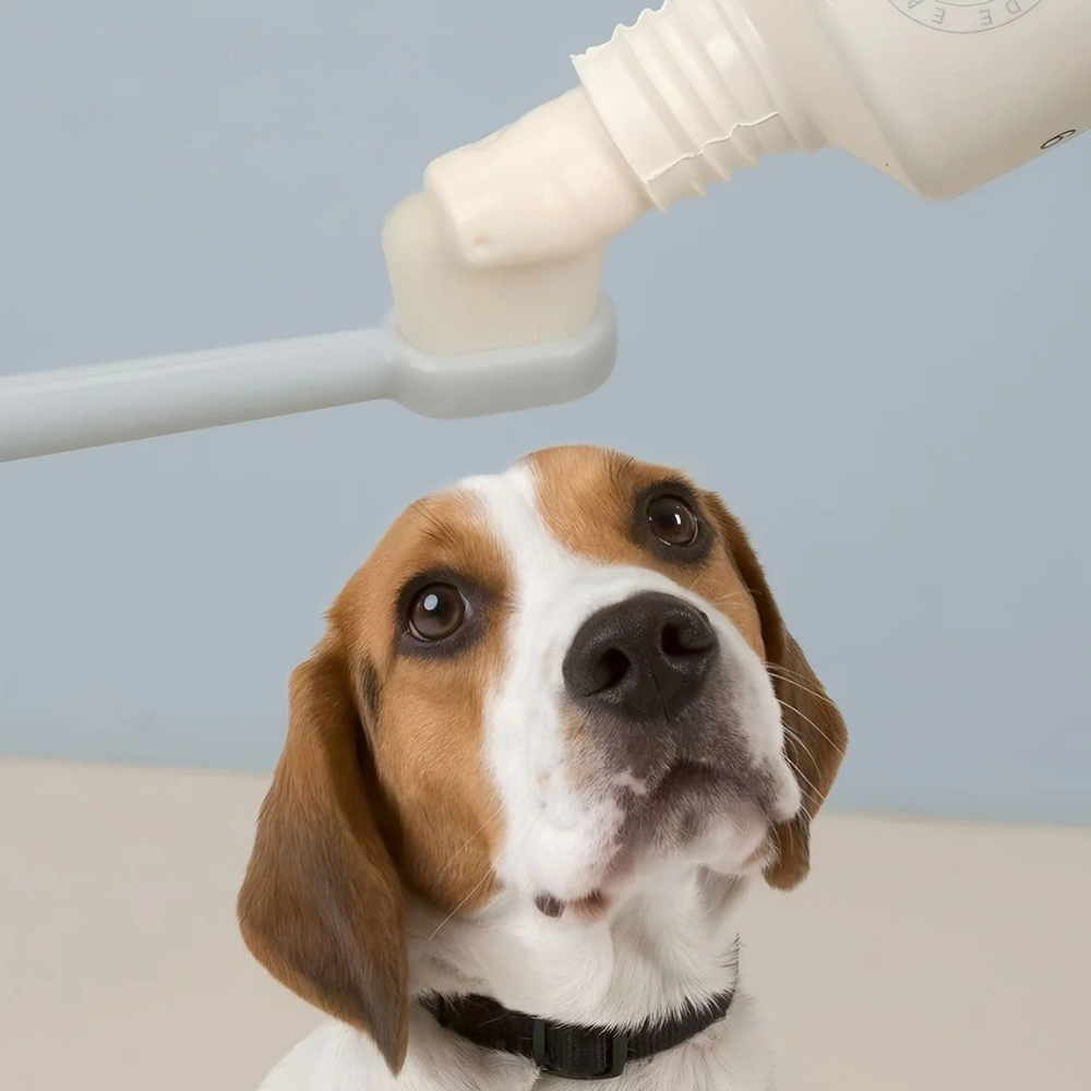 Kit Brosse à Dents Ultra-Douce & Dentifrice Bœuf pour Chiens