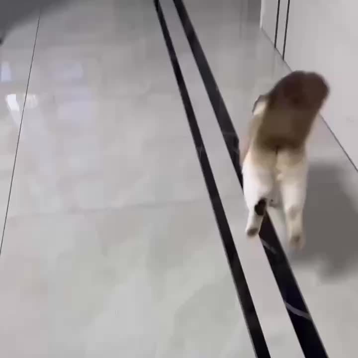 Balle Interactive Électrique pour Chat avec Corde et Modes Lumineux