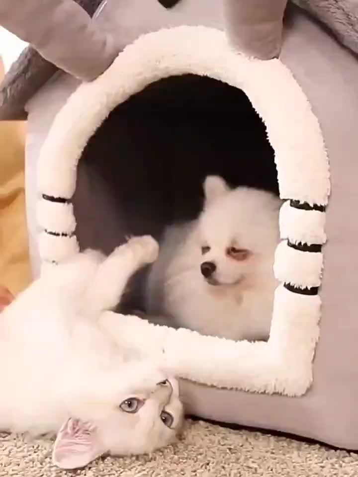 Maison Douce en Velours pour Petits Chiens ou Chats