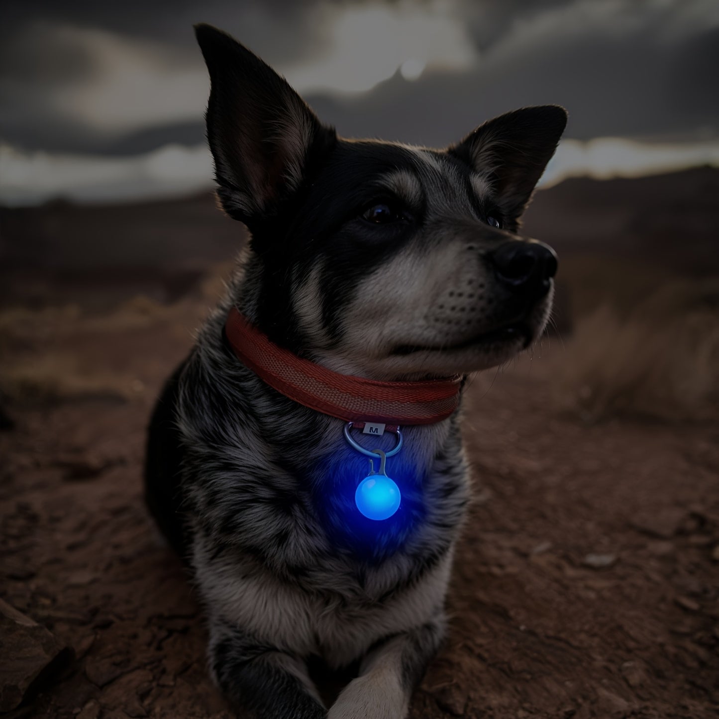 Pendentif lumineux rond pour collier de Chien ou Chat