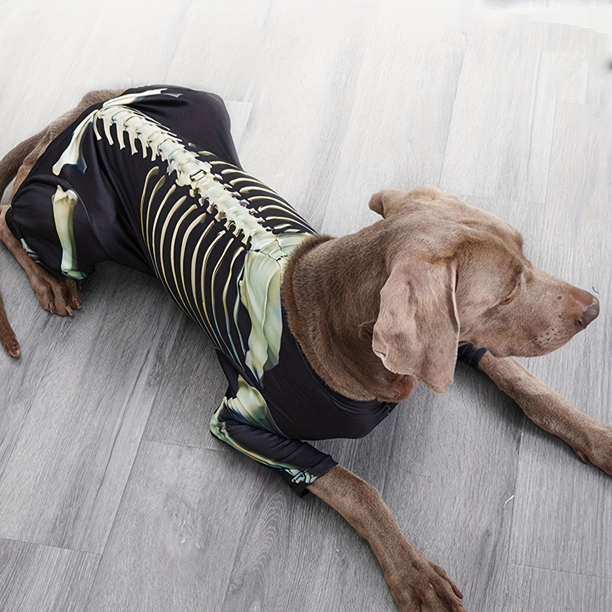 Costume Squelette Halloween pour Chiens