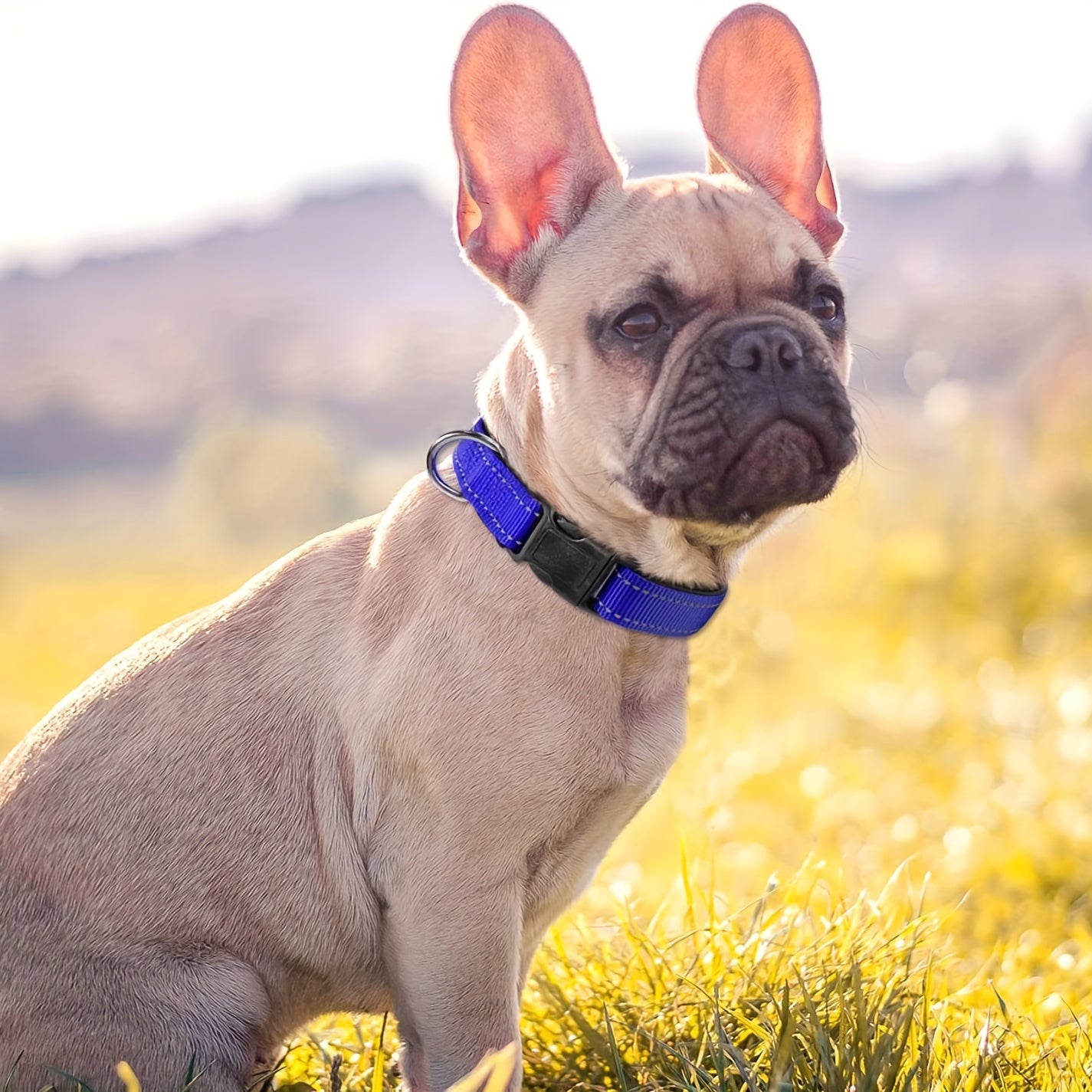 Collier Réfléchissant pour Chien – réglable et résistant