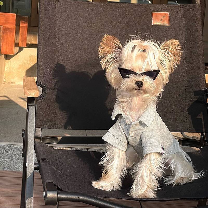 Lunettes Triangle Stylées pour Chats et Petits Chiens