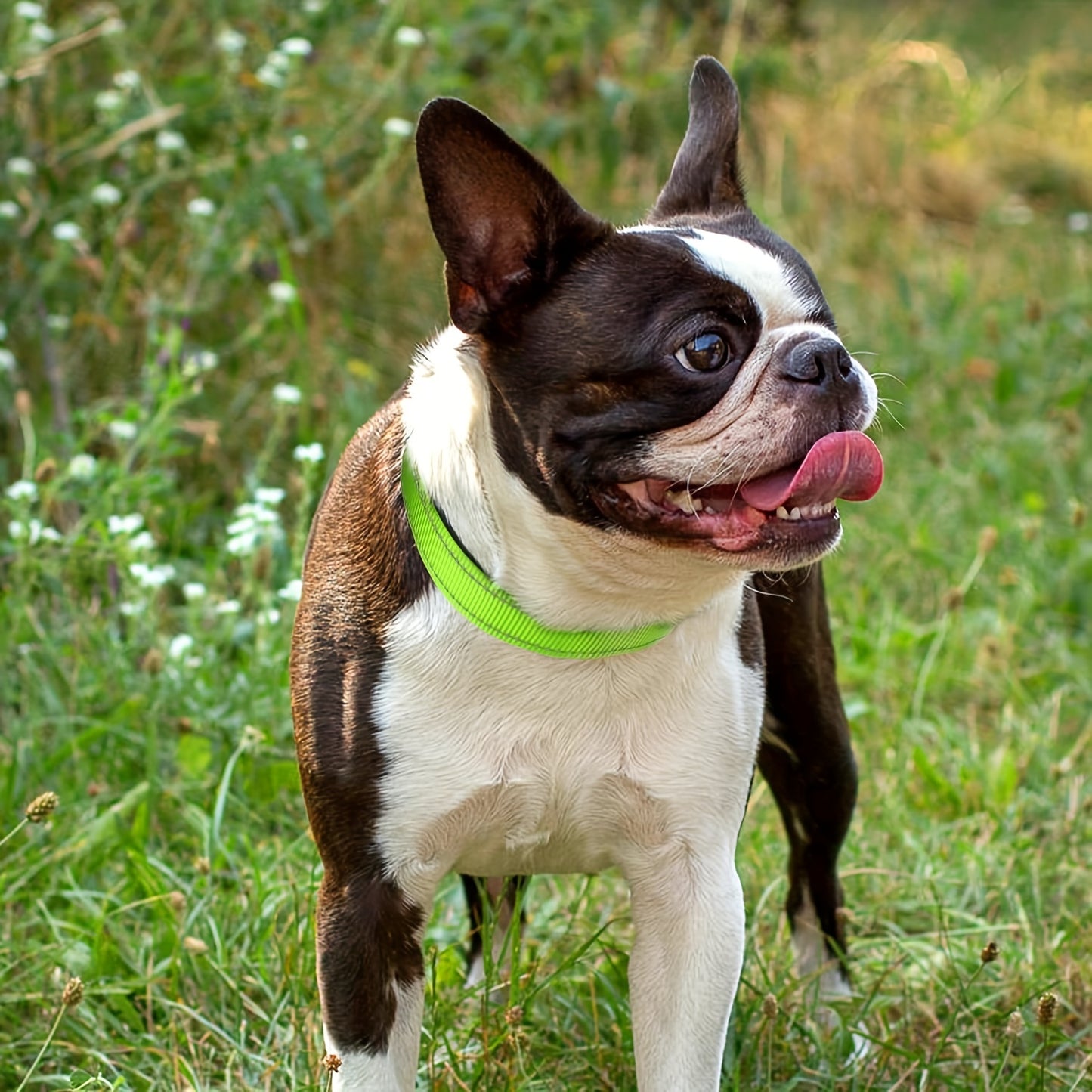 Collier Réfléchissant pour Chien – réglable et résistant