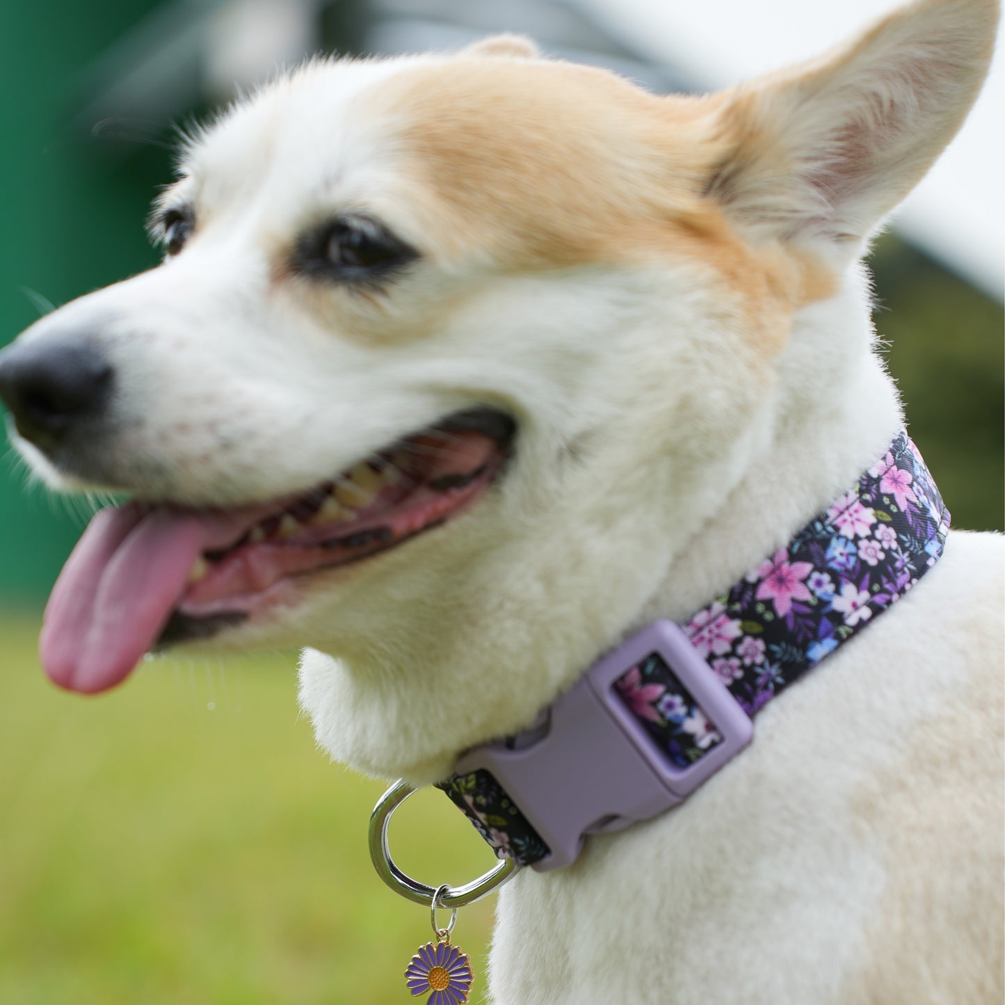Collier Fleuri pour Chien avec Pendentif
