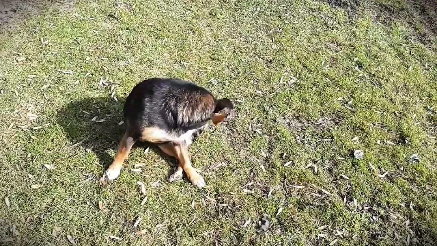 Médaillon Répulsif Ultrason Rechargeable pour Collier Chien