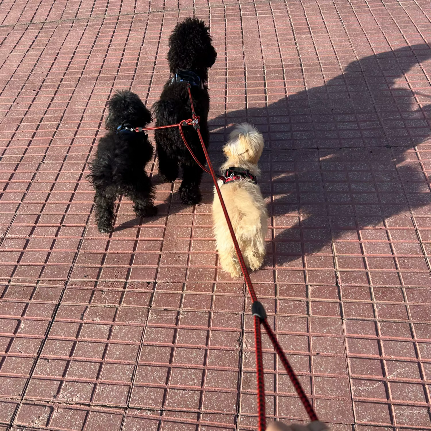 Laisse Triple en Corde pour Chien