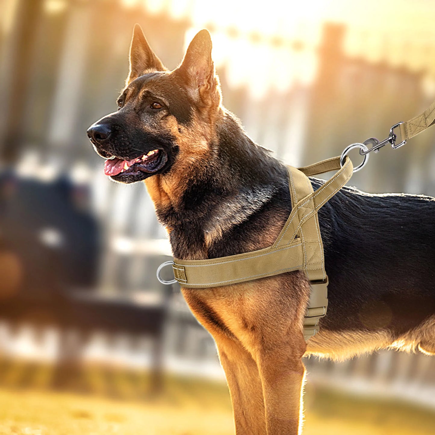 Harnais en Y Anti-traction à double anneau pour Grand Chien