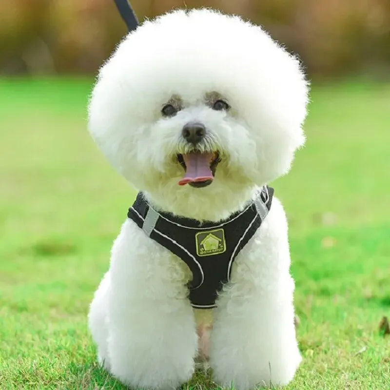 2 en 1 Laisse & Harnais Respirant pour Petit Chien