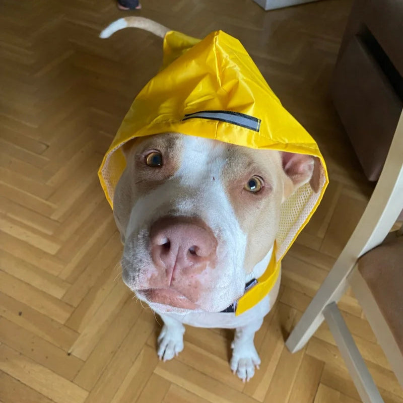 Poncho Imperméable Réfléchissant pour Chien toutes Tailles