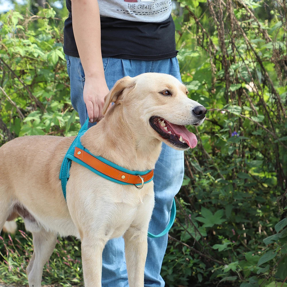 Harnais en Y Confort Anti-traction pour Chien