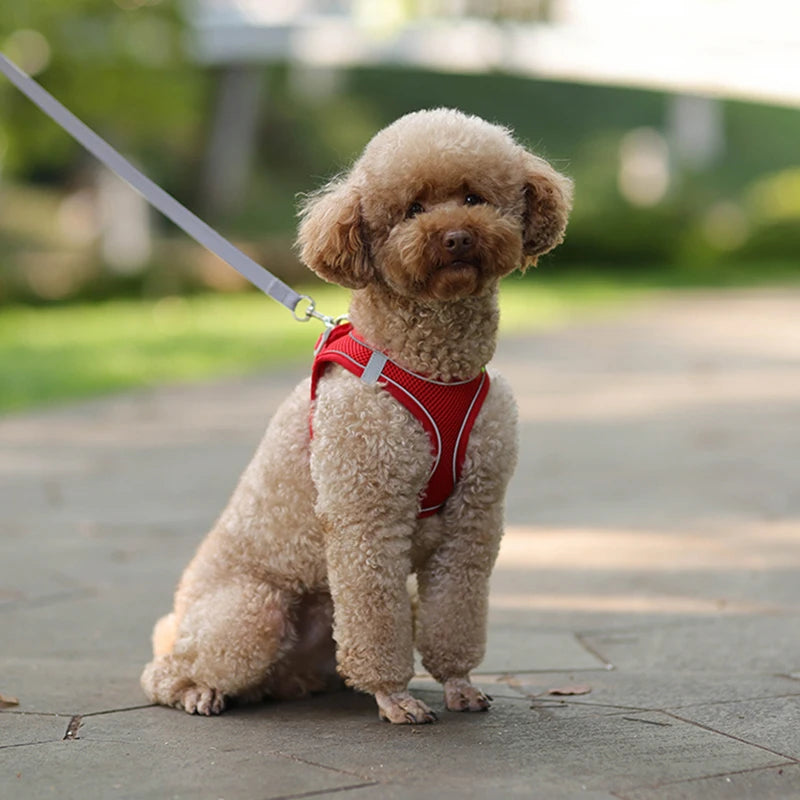 2 en 1 Harnais Réfléchissant + Laisse assortie pour Petit Chien