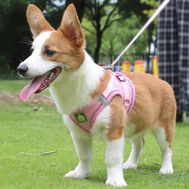 2 en 1 Laisse & Harnais Respirant pour Petit Chien