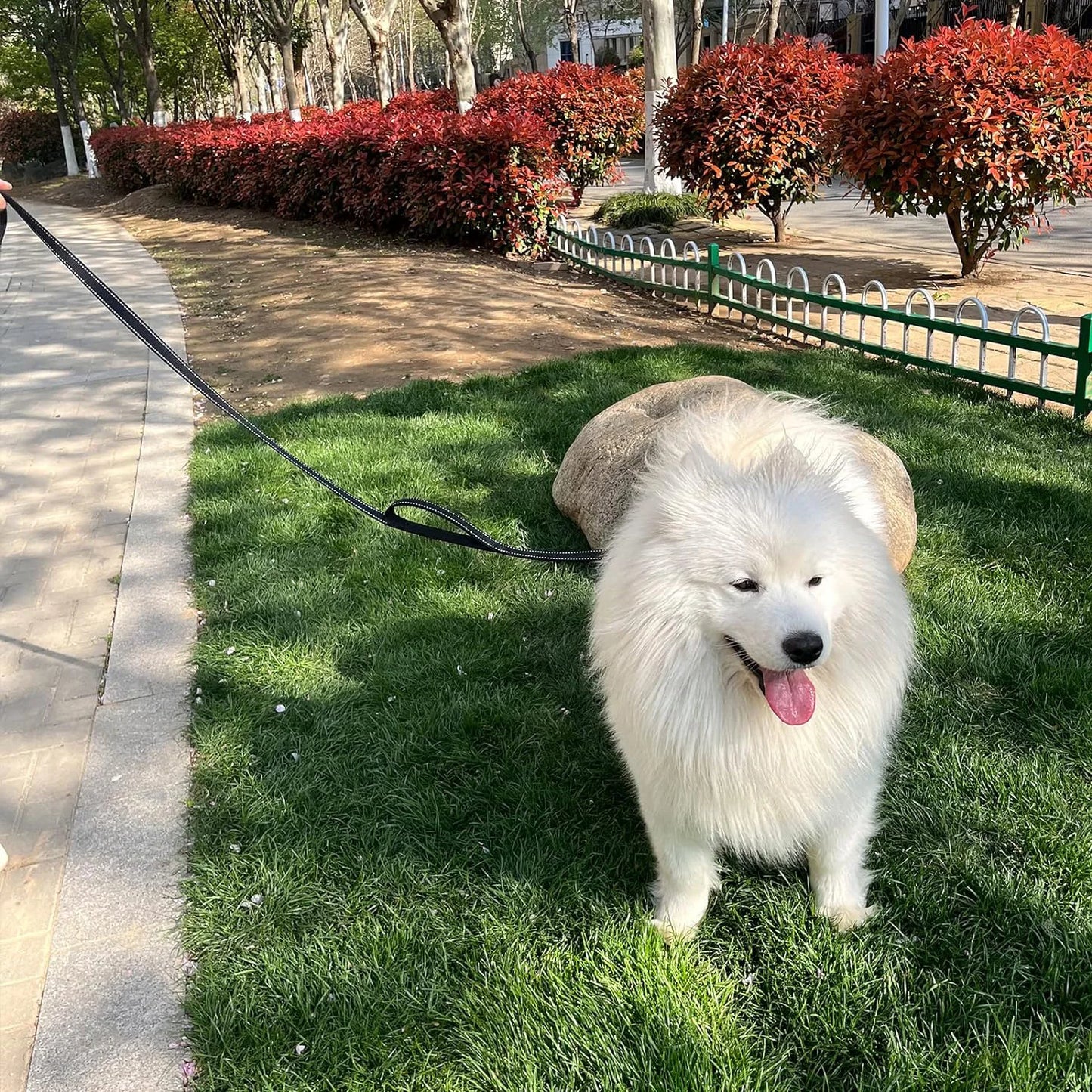 Laisse Double Poignée pour Chien