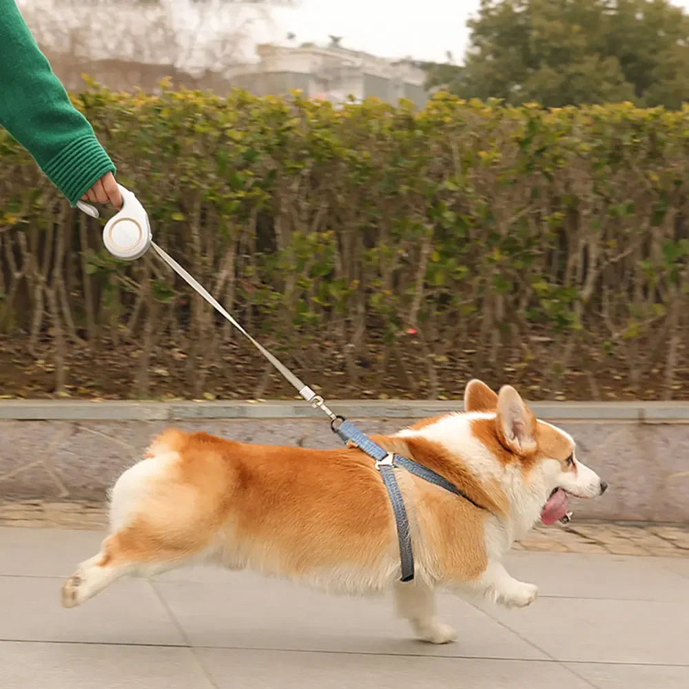 Laisse Enrouleur Poigne Confort pour Chien