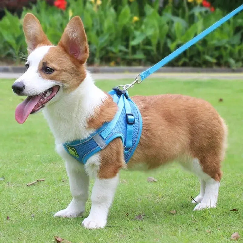 2 en 1 Laisse & Harnais Respirant pour Petit Chien