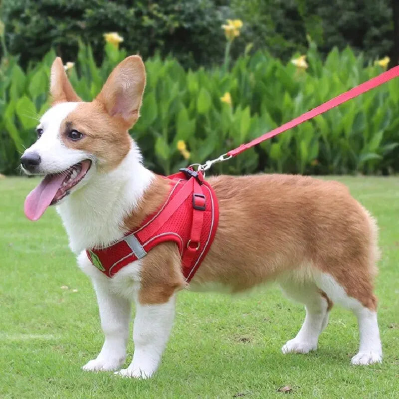 2 en 1 Laisse & Harnais Respirant pour Petit Chien