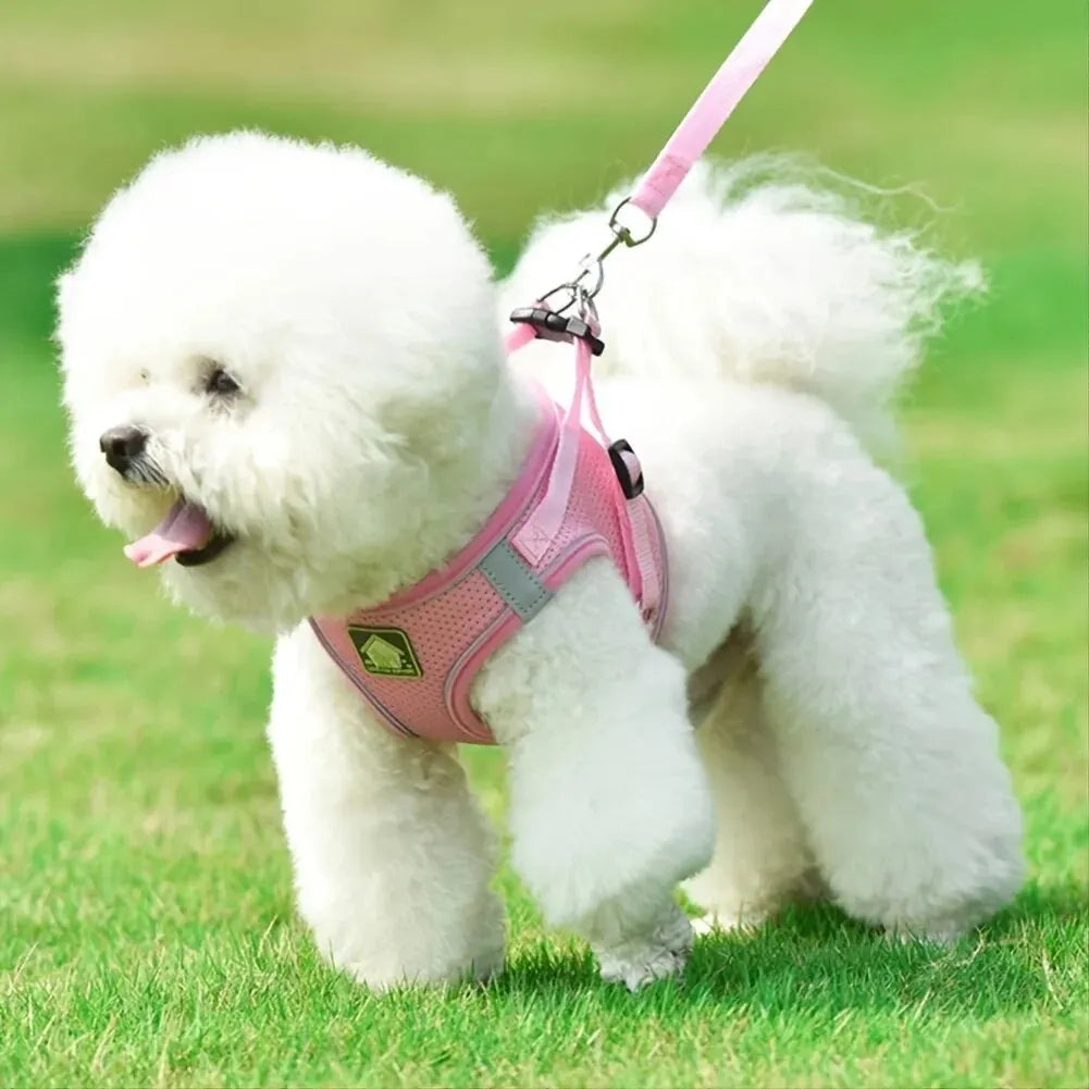 2 en 1 Laisse & Harnais Respirant pour Petit Chien