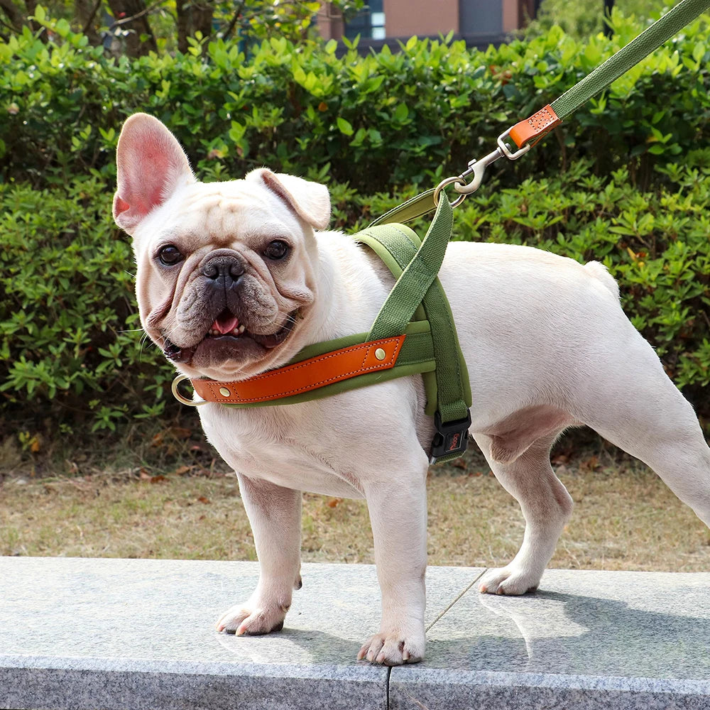 Harnais en Y Confort Anti-traction pour Chien