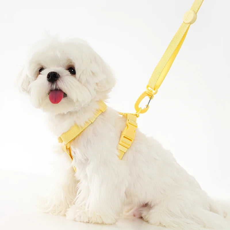2 en 1 Harnais en Y et Laisse Pastel pour Petit Chien
