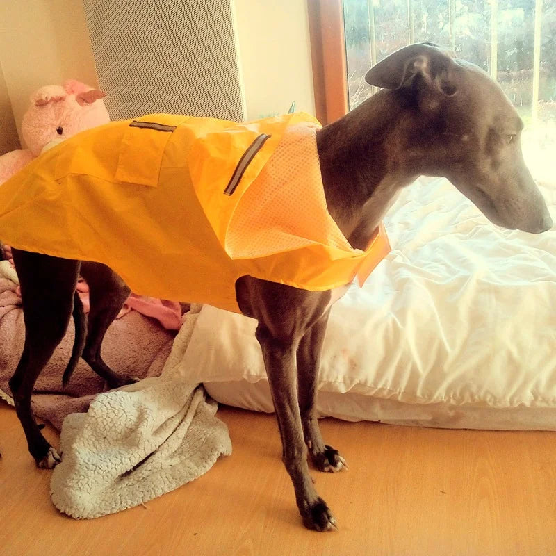 Poncho Imperméable Réfléchissant pour Chien toutes Tailles