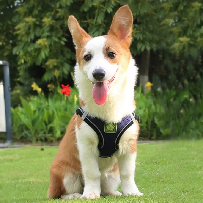 2 en 1 Laisse & Harnais Respirant pour Petit Chien