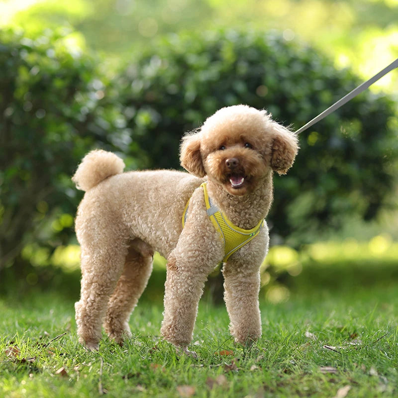2 en 1 Harnais Réfléchissant + Laisse assortie pour Petit Chien