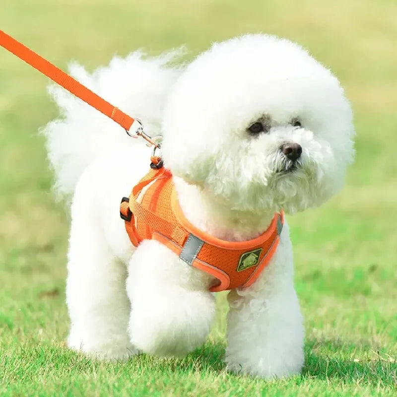 2 en 1 Laisse & Harnais Respirant pour Petit Chien