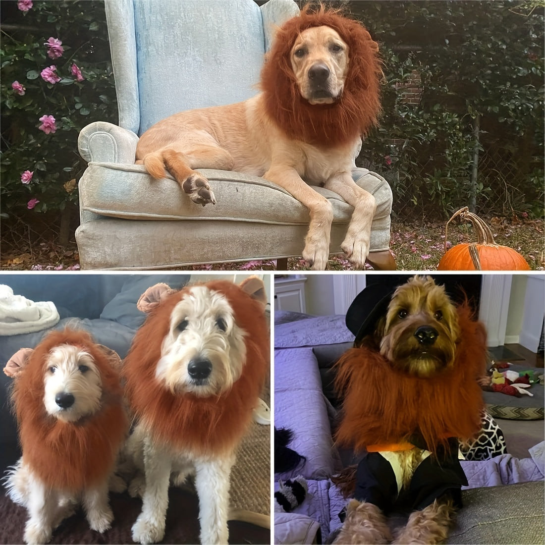 Crinière de Lion Réaliste pour Chiens Moyens et Grands