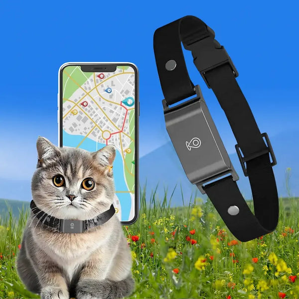 Collier GPS pour chat sans abonnement