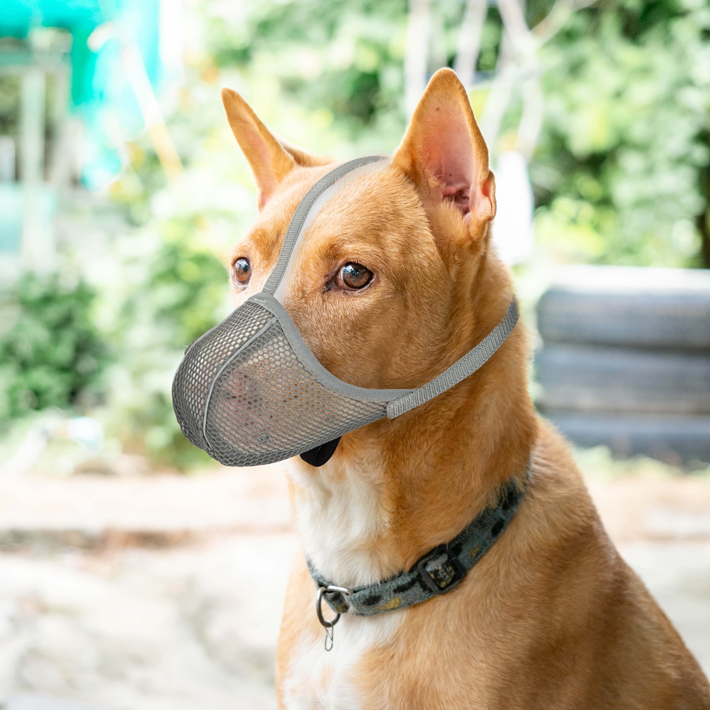 Muselière pour Chien en Maille Respirable