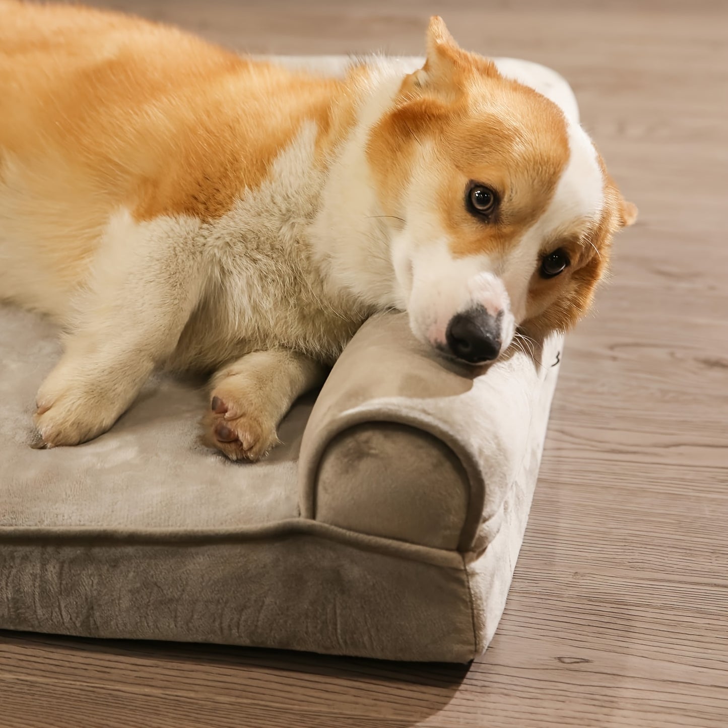 Canapé Orthopédique Gris à Mousse avec Rebord pour Chien