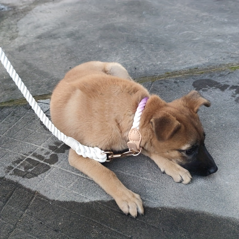 Collier Pastel Corde Tressée pour Chien