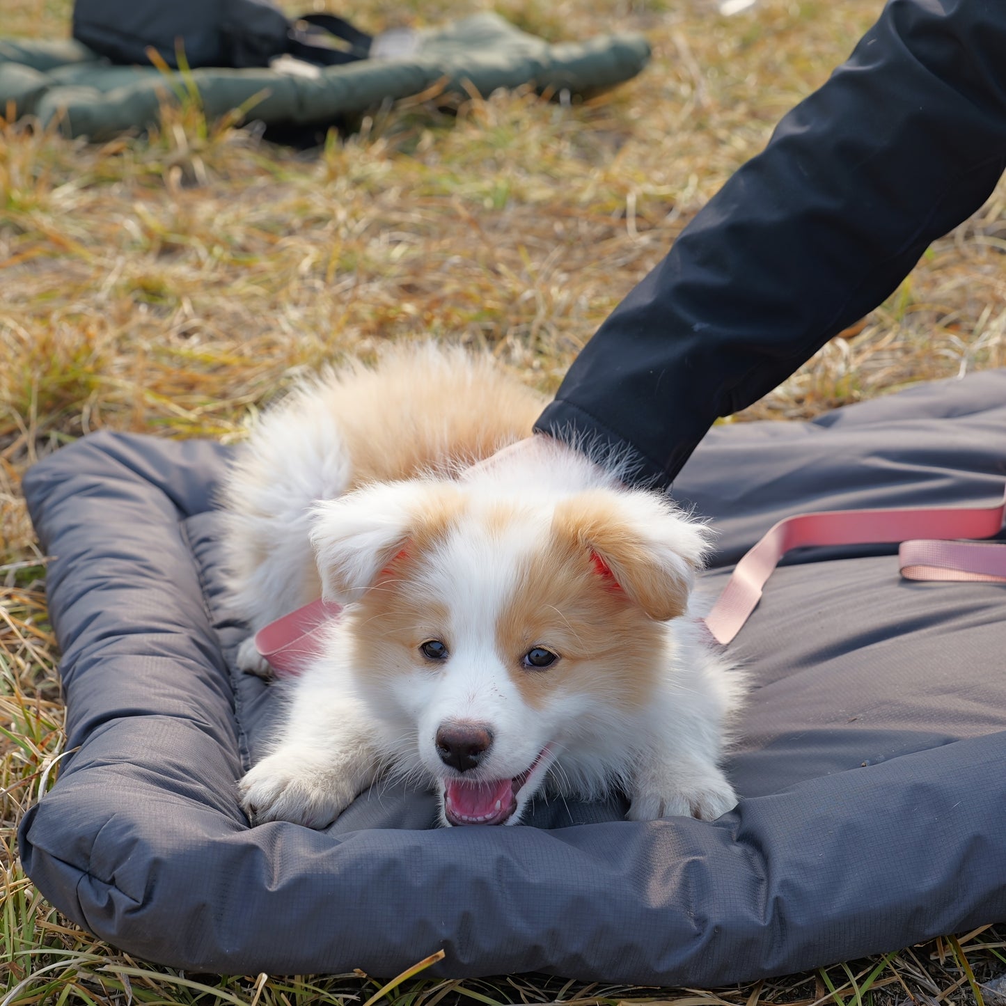 Coussin Extérieur Pliable pour Chien – Antidérapant et Lavable