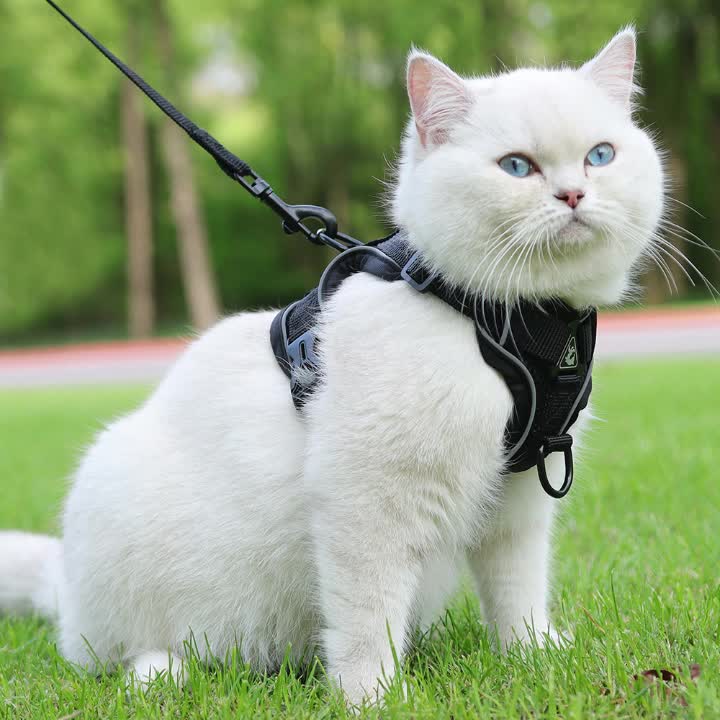 Harnais Réfléchissant et Respirant pour Chat avec Laisse – Confort et Sécurité Extérieure