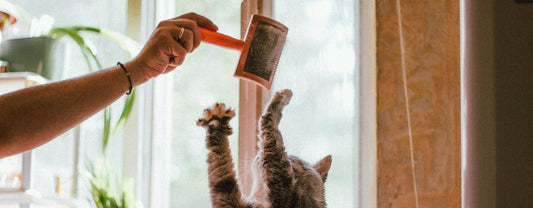 Brosse pour chat ou chien : quelle est la plus efficace ?